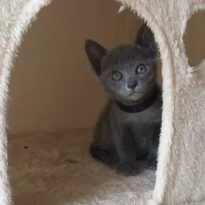 chaton korat à vendre