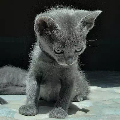 chaton korat à vendre