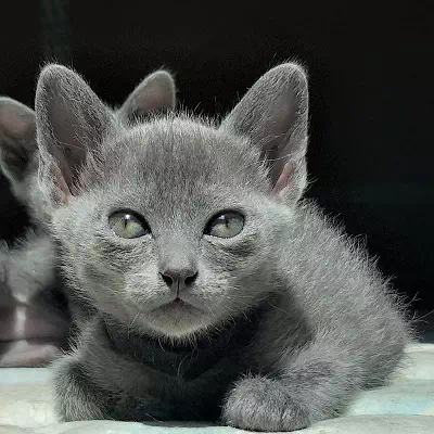 chaton korat à vendre