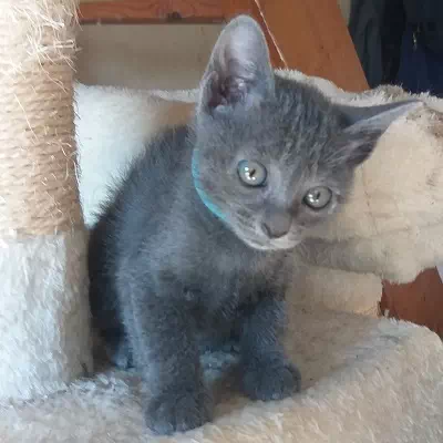 chaton korat à vendre