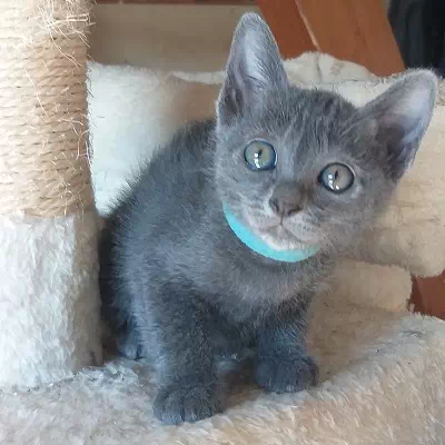 chaton korat à vendre