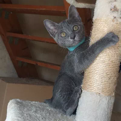 chaton korat à vendre