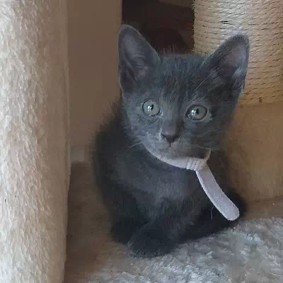 chaton korat à vendre