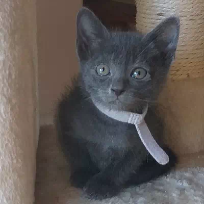 chaton korat à vendre