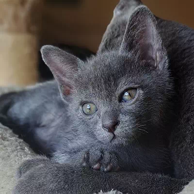 chaton korat à vendre