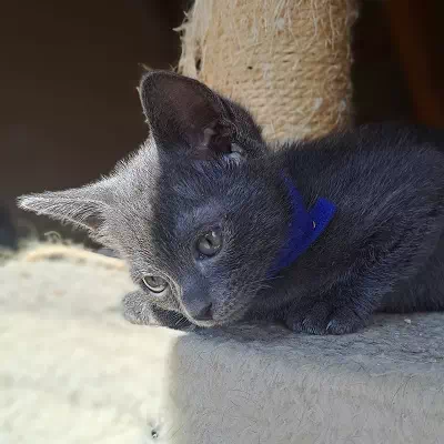 chaton korat à vendre