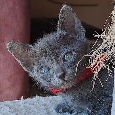 chaton korat à vendre