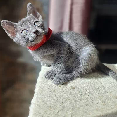 chaton korat à vendre