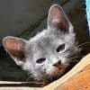 chaton de race korat 