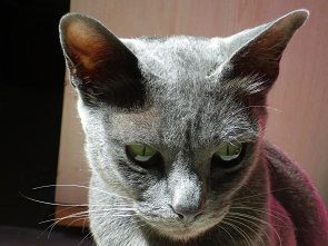 korat