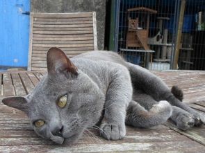 chat korat