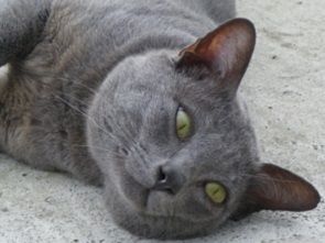 Korat