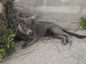 korat